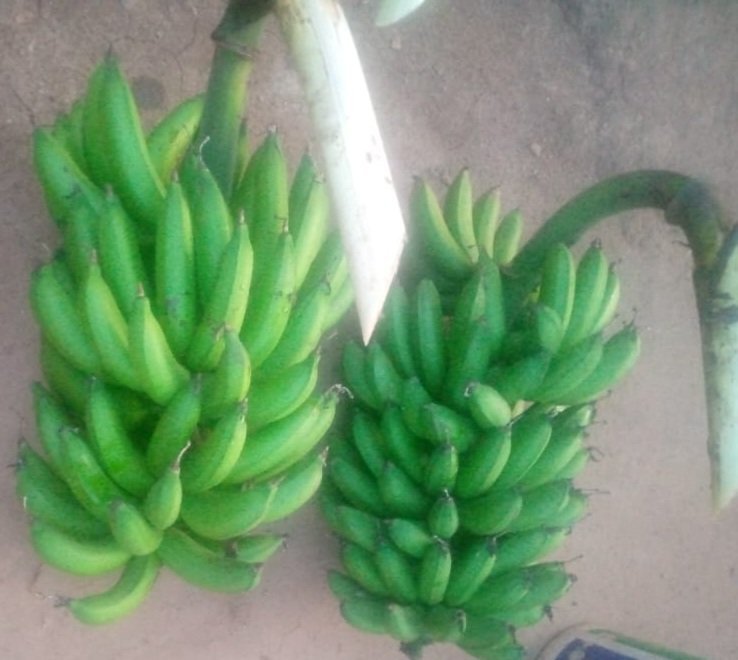 Emiwendo gy’ebbeeyi y’emmere gibadde waggulu mu April,2025 bw’ogeraageranya n’emyezi egyasooka – UBOS Report