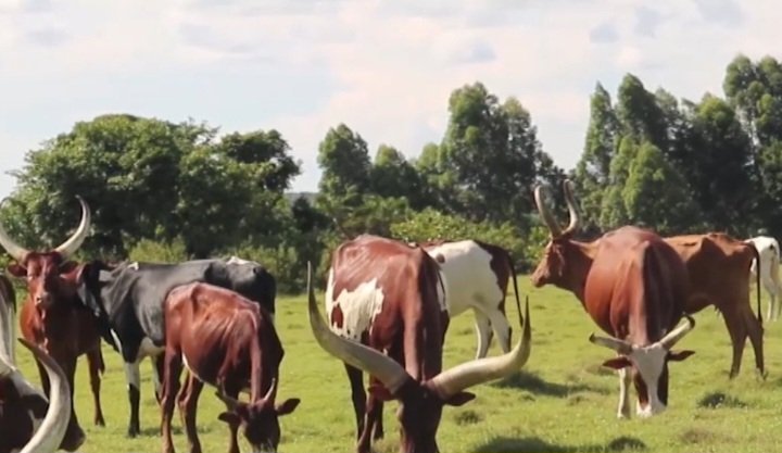 Okulwanyisa kalusu okwetoloola Uganda - district ye Ssembabule efunye ddoozi emitwalo 16